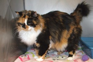 Picture of Cinnamon