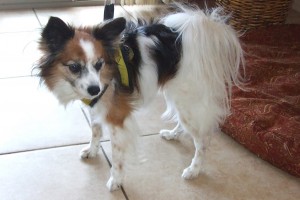 Picture of Corkie