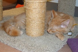 Picture of Custard