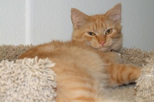 Picture of Custard