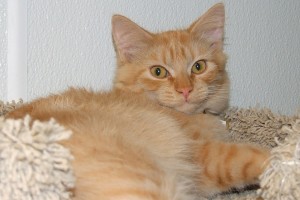 Picture of Custard