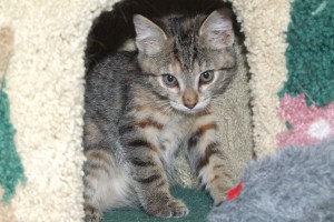 Picture of Elvira