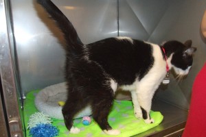 Picture of Harlequin
