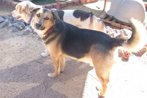 Picture of Hobo