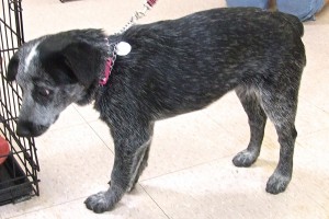 Picture of Jada