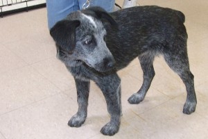 Picture of Jada