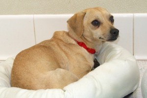 Picture of Jingle