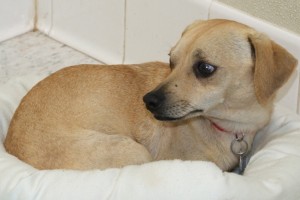 Picture of Jingle