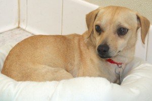 Picture of Jingle