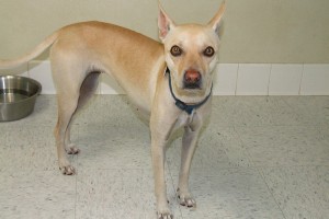 Picture of Lady