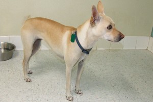 Picture of Lady
