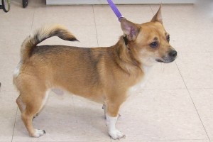 Picture of Louie