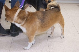 Picture of Louie