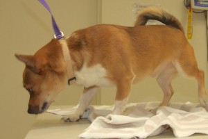Picture of Louie