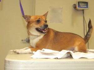Picture of Louie
