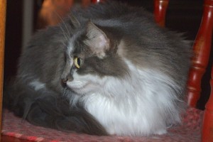 Picture of Mama Kitty
