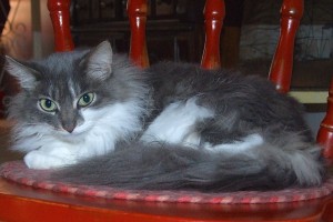 Picture of Mama Kitty