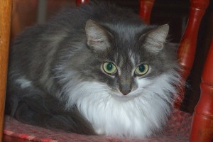 Picture of Mama Kitty