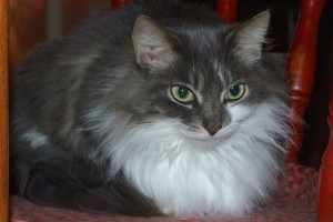 Picture of Mama Kitty