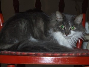 Picture of Mama Kitty