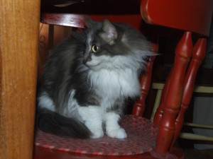Picture of Mama Kitty