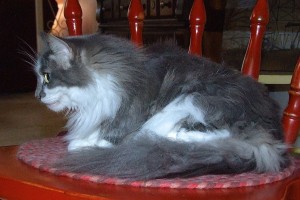 Picture of Mama Kitty