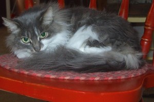 Picture of Mama Kitty
