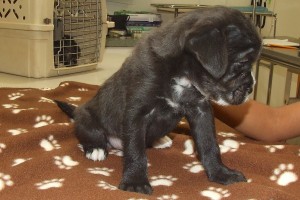 Picture of Mikie