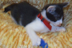 Picture of Peter