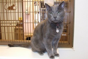 Picture of Pewter