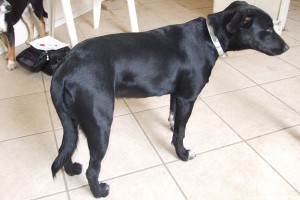 Picture of Piper