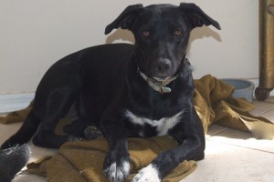 Picture of Piper