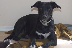 Picture of Piper