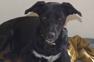 Picture of Piper