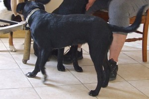 Picture of Piper