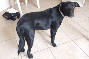 Picture of Piper