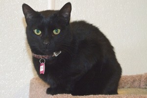 Picture of Pita