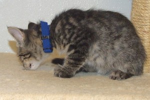 Picture of Poe