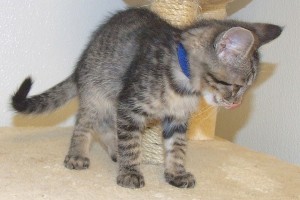 Picture of Poe