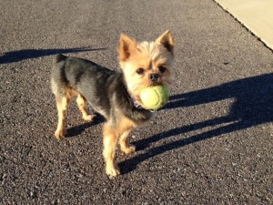 Picture of Roscoe