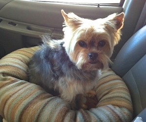 Picture of Roscoe