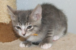 Picture of Silverton
