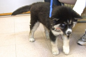 Picture of Tasha