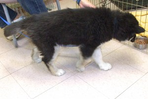 Picture of Tasha