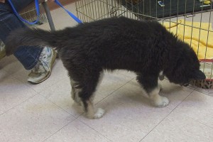Picture of Tasha