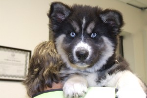 Picture of Tasha