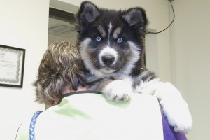 Picture of Tasha