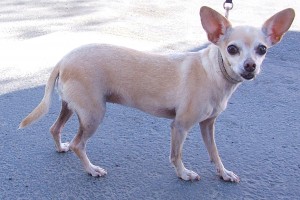 Picture of Tia