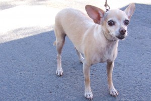 Picture of Tia