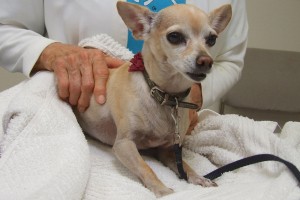 Picture of Tia